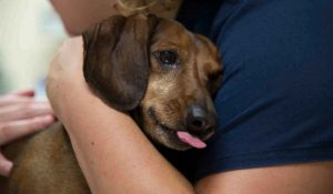 علائم هشدار زودرس سرطان حیوان خانگی | دام و پت