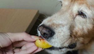 آیا سگها میتوانند هلو بخورند ؟ // دام و پت