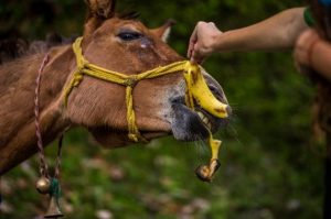 آیا اسب ها می توانند موز بخورند؟ | دام و پت