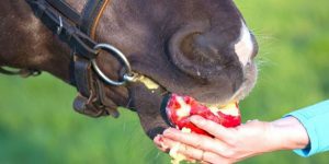 آیا اسب ها می توانند موز بخورند؟ | دام و پت