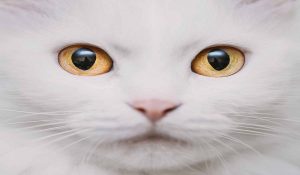 تغییر رنگ چشم بچه گربه ها