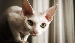رنگ چشم بچه گربه ها چه زمانی تغییر می کند؟