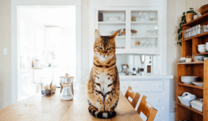 هشت دلیل غذا نخوردن گربه شما ||دام وپت