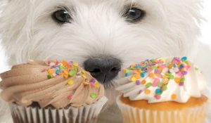   آیا سگ ها مجاز به خوردن هستند|دام وپت  مواد  قندی و شکر هستند؟