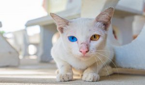 رنگ چشم بچه گربه ها چه زمانی تغییر می کند؟