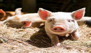 دوازده ویژگی خوک دوست داشتنی که لبخند را به لب های شما هدیه می دهند. ||دام وپت