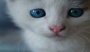 تغییر رنگ چشم بچه گربه ها