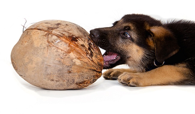 آیا سگ ها می توانند نارگیل بخورند؟ دام و پت