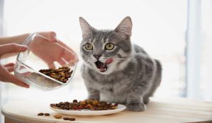 هشت دلیل غذا نخوردن  گربه شما|دام وپت