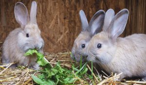 بارداری در خرگوش ها | دام و پت