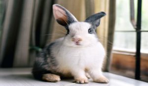 بارداری در خرگوش ها | دام و پت