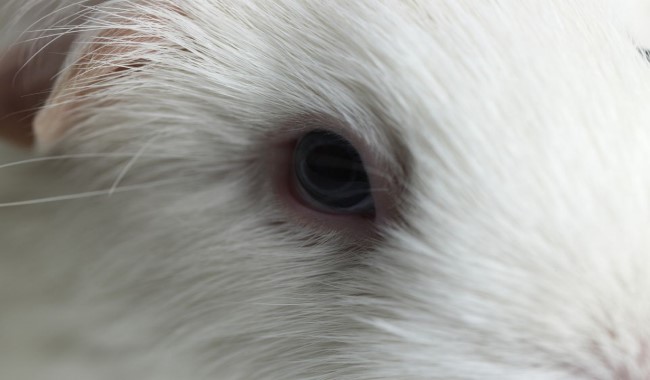 عفونت چشم در خوکچه هندی | دام و پت