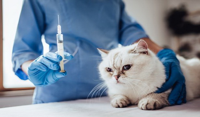 واکسیناسیون در گربه ها | دام و پت