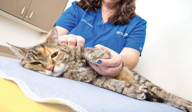 بیماری های مفصلی در گربه ها | دام و پت