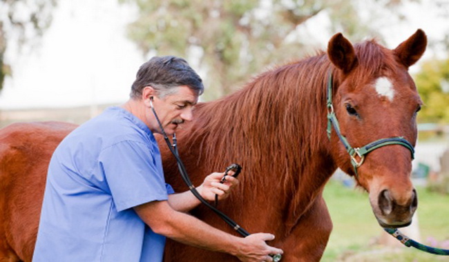 شایع ترین بیماری ها در اسب ها | دام و پت