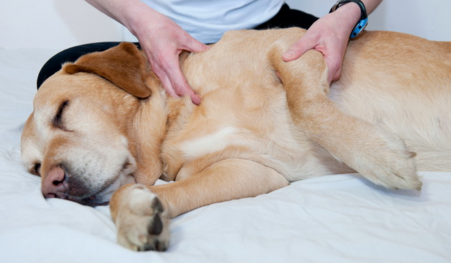 روش های درمانی جایگزین برای سگ ها | دام و پت