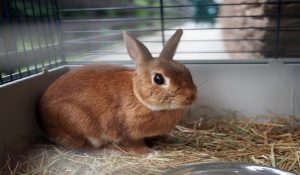 درک رفتار های خرگوش | دام و پت