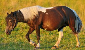 علائم و مراحل بارداری در اسب ها | دام و پت