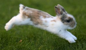 درک رفتار های خرگوش | دام و پت
