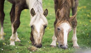 اشتباهات رایج در تغذیه اسب ها | دام و پت