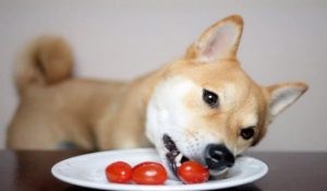 28 غذای غیر مجاز در سگ | دام و پت