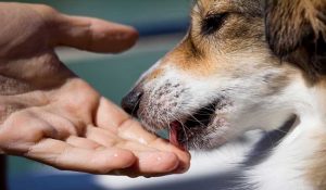 علائم اثبات عشق در سگ | دام و پت
