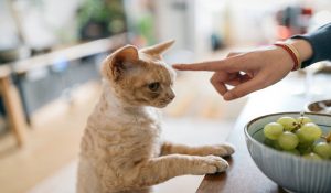 چگونه از گربه ناشنوا خود مراقبت کنیم |دام وپت