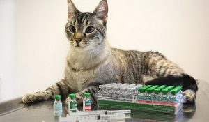 واکسیناسیون در گربه ها | دام و پت