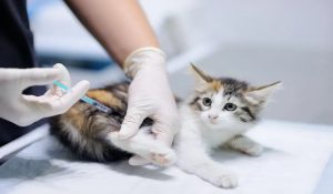 ویروس سرطان خون گربه | دام و پت