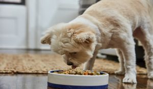 فاصله غذا دادن به سگ | دام و پت