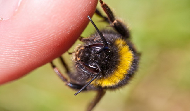درمان خانگی برای نیش زنبور عسل | دام و پت