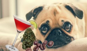 28 غذای غیر مجاز در سگ | دام و پت