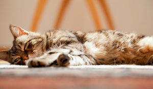 بیماری های شایع در گربه های سالخورده | دام و پت