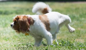 عفونت مثانه در سگ ها | دام و پت