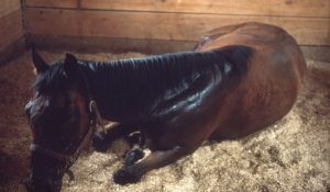 پیشگیری از کولیک یا  قولنج در اسب | دام و پت