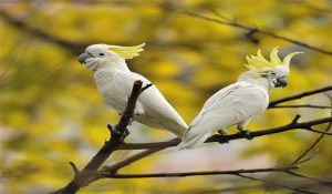 بدترین پرنده برای زندگی در آپارتمان | دام و پت