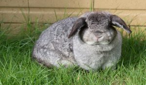 مقابله با چاقی در خرگوش ها | دام و پت