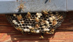 خلاص شدن از زنبورهای مزاحم | دام و پت