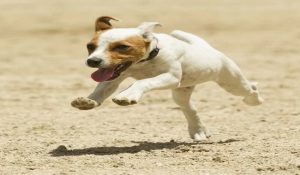 بهترین نژادهای سگ برای دونده ها | دام و پت