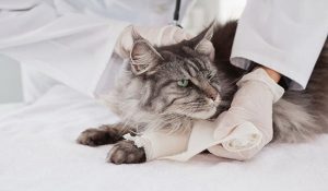 بیماری های مفصلی در گربه ها | دام و پت