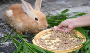 بی اشتهایی در خرگوش های خانگی | دام و پت