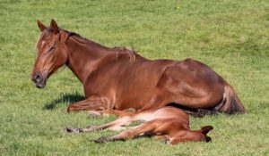 علائم و مراحل بارداری در اسب ها | دام و پت