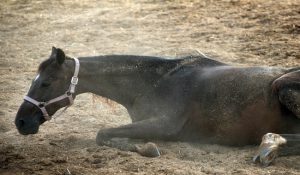 شایع ترین علائم استرس در اسب | دام و پت