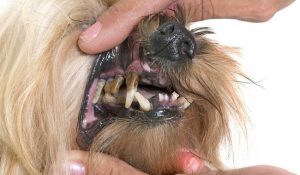 توصیه های دندانپزشکی حیوانات خانگی | دام و پت