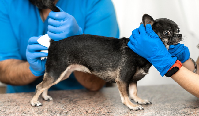 شایع ترین بیماری های مقعدی در سگ | دام و پت