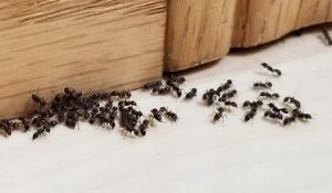چگونه مورچه ها را بدون سموم بکشیم؟ | دام و پت