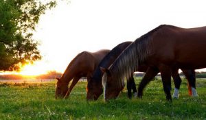 اسب های تراکنر | دام و پت