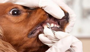توصیه های دندانپزشکی حیوانات خانگی | دام و پت