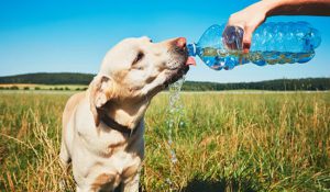 محافظت حیوانات خانگی از خطرات تابستان  | پزشکت