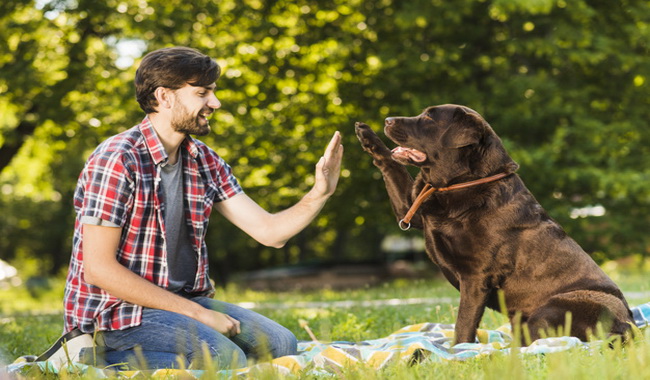 علائم اثبات عشق در سگ | دام و پت